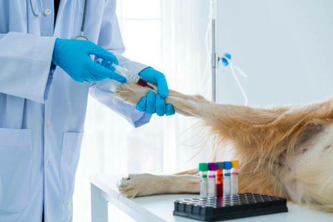 Imagem do 23 a 25 de Agosto - Curso teórico-prático de exames laboratoriais em pequenos animais - "Da colheita à Interpretação"