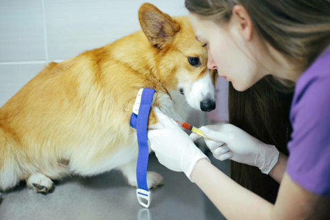 23 a 25 de Agosto - Curso teórico-prático de exames laboratoriais em pequenos animais - "Da colheita à Interpretação" - Vetri Cursos