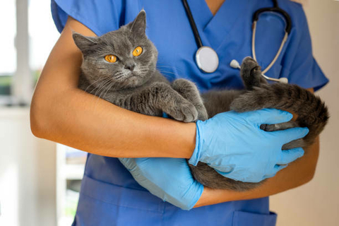 04 a 06 de Outubro - I CURSO TEÓRICO-PRÁTICO DE MEDICINA DE FELINOS na internet