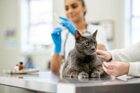 Imagem do 04 a 06 de Outubro - I CURSO TEÓRICO-PRÁTICO DE MEDICINA DE FELINOS