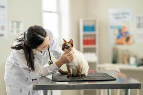 04 a 06 de Outubro - I CURSO TEÓRICO-PRÁTICO DE MEDICINA DE FELINOS - loja online