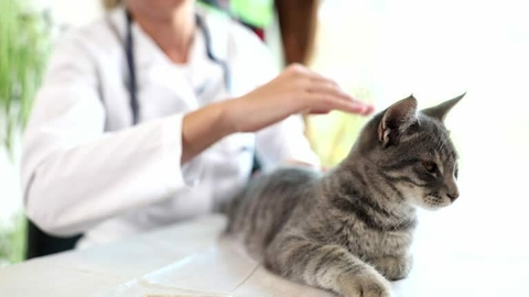 04 a 06 de Outubro - I CURSO TEÓRICO-PRÁTICO DE MEDICINA DE FELINOS na internet