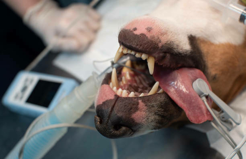 Imagem do 20 a 22 de Setembro - III CURSO TEÓRICO-PRÁTICO DE ANESTESIOLOGIA EM PEQUENOS ANIMAIS