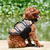 Chaleco salvavidas para perros pequeños - Dudi Mascotas - PET SHOP ONLINE 