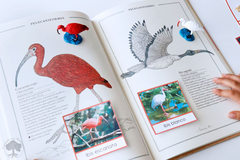 Inventario Ilustrado de Aves - comprar online