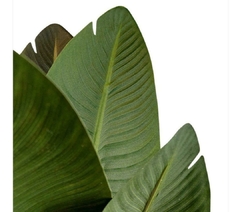 PLANTA HOJAS DE BANANA - comprar online