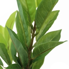 PLANTA ARTIFICIAL FICUS AUDREY - comprar online