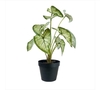 PLANTA 50CM