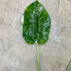 Hoja verde calla