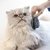 Cepillo doble para gatos - comprar online
