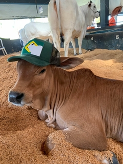 Boné Cattleman BRASIL - comprar online