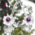 Aretes de Plata Flor de Loto con Amatista en internet