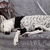 pajama-for-italian-greyhound-and-whippet-gp-pet-wear
