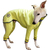 Image of OVERALLS FOR GREYHOUNDS DOGS – ANDRÔNEDA COLLECTION – MELON COLOR – TWO PIECES IN ONE