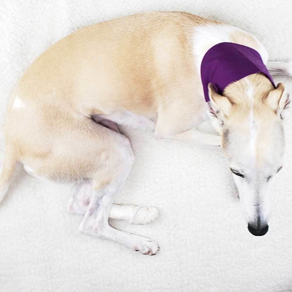 Dog store neck protector