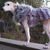 outfit-for-whippets-jon-snow-gp-pet-wear