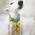 scarf-put-on-as-shemagh-in-whippet-gp-pet-wear