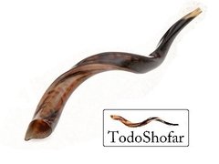 Shofar Yemenita, Medium, 70-79 Cm +Manual - comprar online