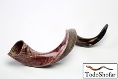 Shofar Antilope/Yemenita, Extra Super Jumbo, 122-127 cm + Manual