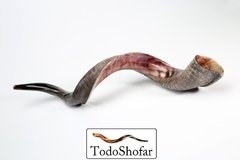 Shofar Antilope/Yemenita, Extra Super Jumbo, 122-127 cm + Manual - comprar online