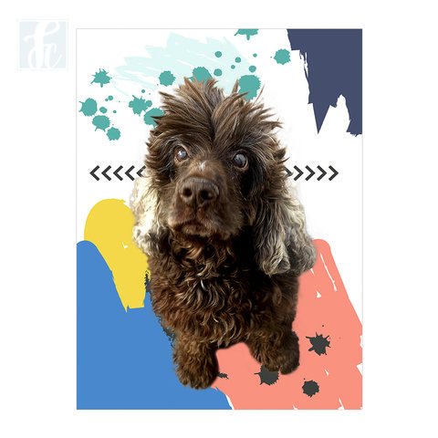 Placa Decor Pet Personalizada - Color Fun IV