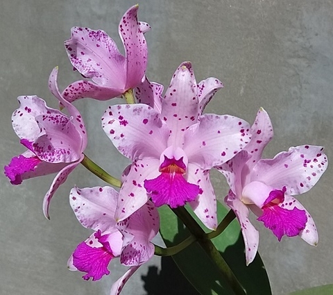 Touceira - Cattleya amethystoglossa creme 'Luar' x aurea 'Arabesco'