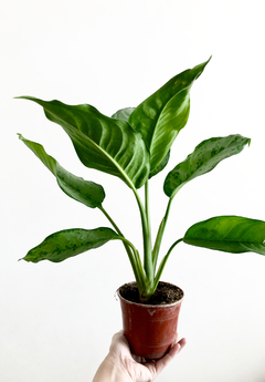 PLANTA AGLAONEMA (SIN MACETA)