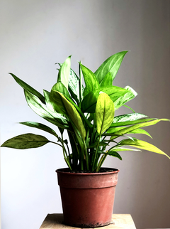 PLANTA AGLAONEMA SILVER GRANDE (SIN MACETA)