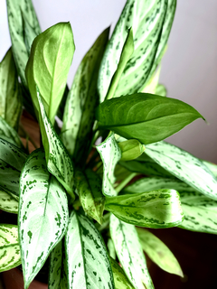 PLANTA AGLAONEMA SILVER GRANDE (SIN MACETA) - comprar online