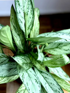 PLANTA AGLAONEMA SILVER GRANDE (SIN MACETA) en internet