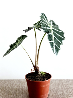 PLANTA ALOCASIA AMAZONICA SOLA (SIN MACETA) - Uli Uli Deco