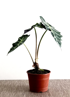 PLANTA ALOCASIA AMAZONICA SOLA (SIN MACETA) - tienda online