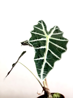 PLANTA ALOCASIA AMAZONICA SOLA (SIN MACETA)