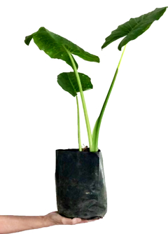 PLANTA ALOCASIA ODORA "OREJA DE ELEFANTE" SOLA (SIN MACETA)