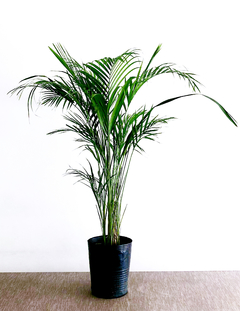 PLANTA ARECA XG SOLA (SIN MACETA) - comprar online