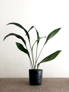 Planta Aspidistra (sin maceta) en internet