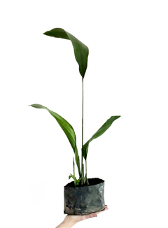Planta Aspidistra (sin maceta) - Uli Uli Deco