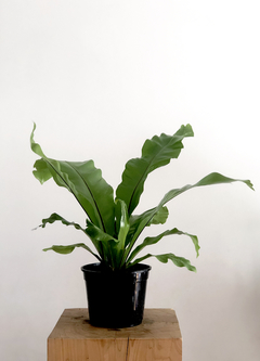 PLANTA ASPLENIUM (SIN MACETA)