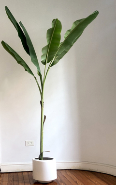 Planta BANANERO XL/XG SOLA (SIN MACETA) - comprar online