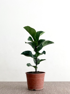 PLANTA FICUS PANDURATA CHICA (SIN MACETA)