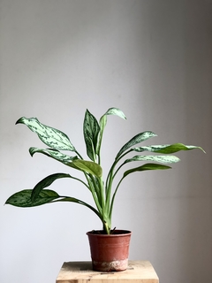 PLANTA AGLAONEMA SILVER (SIN MACETA)