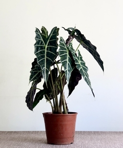 PLANTA ALOCASIA AMAZONICA GRANDE SOLA (SIN MACETA)