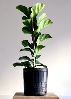 PLANTA FICUS PANDURATA SOLA HOJA CHICA (SIN MACETA) (copia) - comprar online