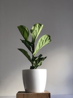 PLANTA FICUS PANDURATA SOLAHOJA GDE. (SIN MACETA) - Uli Uli Deco