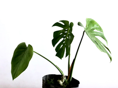 PLANTA MONSTERA DELICIOSA "COSTILLA DE ADAN" SOLA (SIN MACETA) en internet