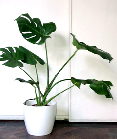 PLANTA MONSTERA DELICIOSA "COSTILLA DE ADAN" GRANDE SOLA (SIN MACETA) - comprar online