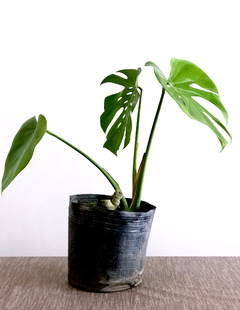 PLANTA MONSTERA DELICIOSA "COSTILLA DE ADAN" SOLA (SIN MACETA) - Uli Uli Deco