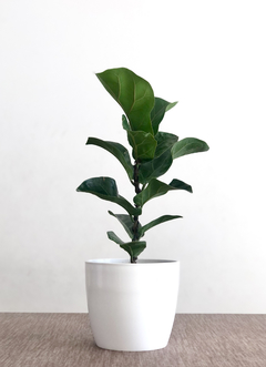 PLANTA FICUS PANDURATA CHICA (SIN MACETA) - comprar online