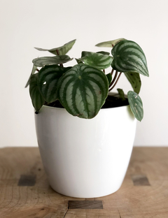 PLANTA PEPEROMIA WATERMELON SOLA (SIN MACETA) - comprar online