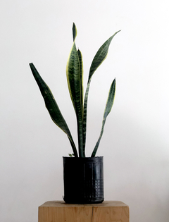 PLANTA SANSEVIERIA ALTA SOLA MEDIANA (SIN MACETA) - comprar online